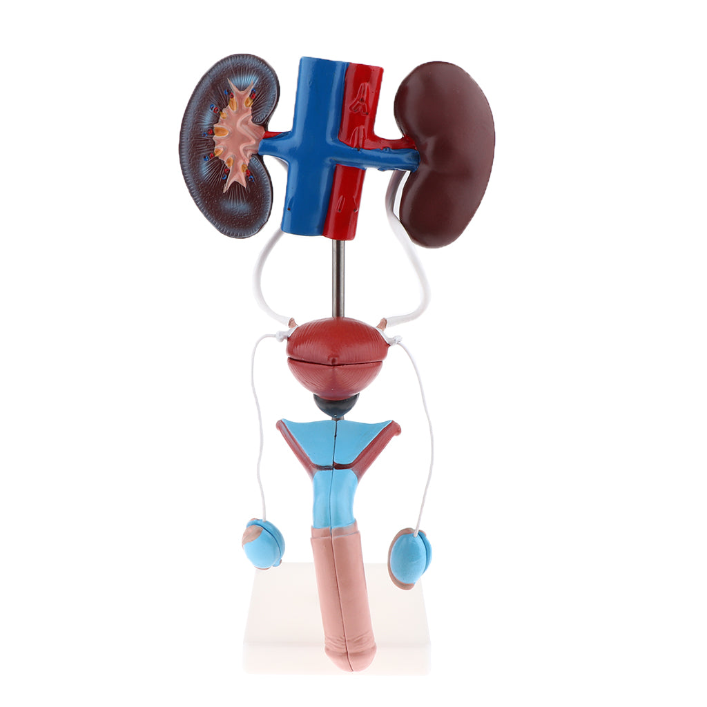 Male Urogenital Anatomical Model Kidney Bladder Testicles Organ System Model