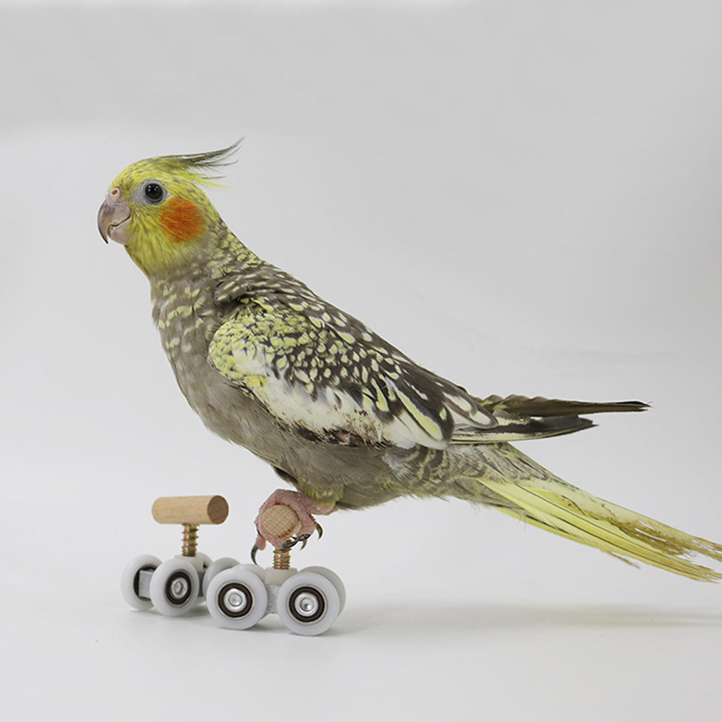 Playground Parrot Mini Roller Skates Toys Bird Budgerigar Gym Toy Adjustable