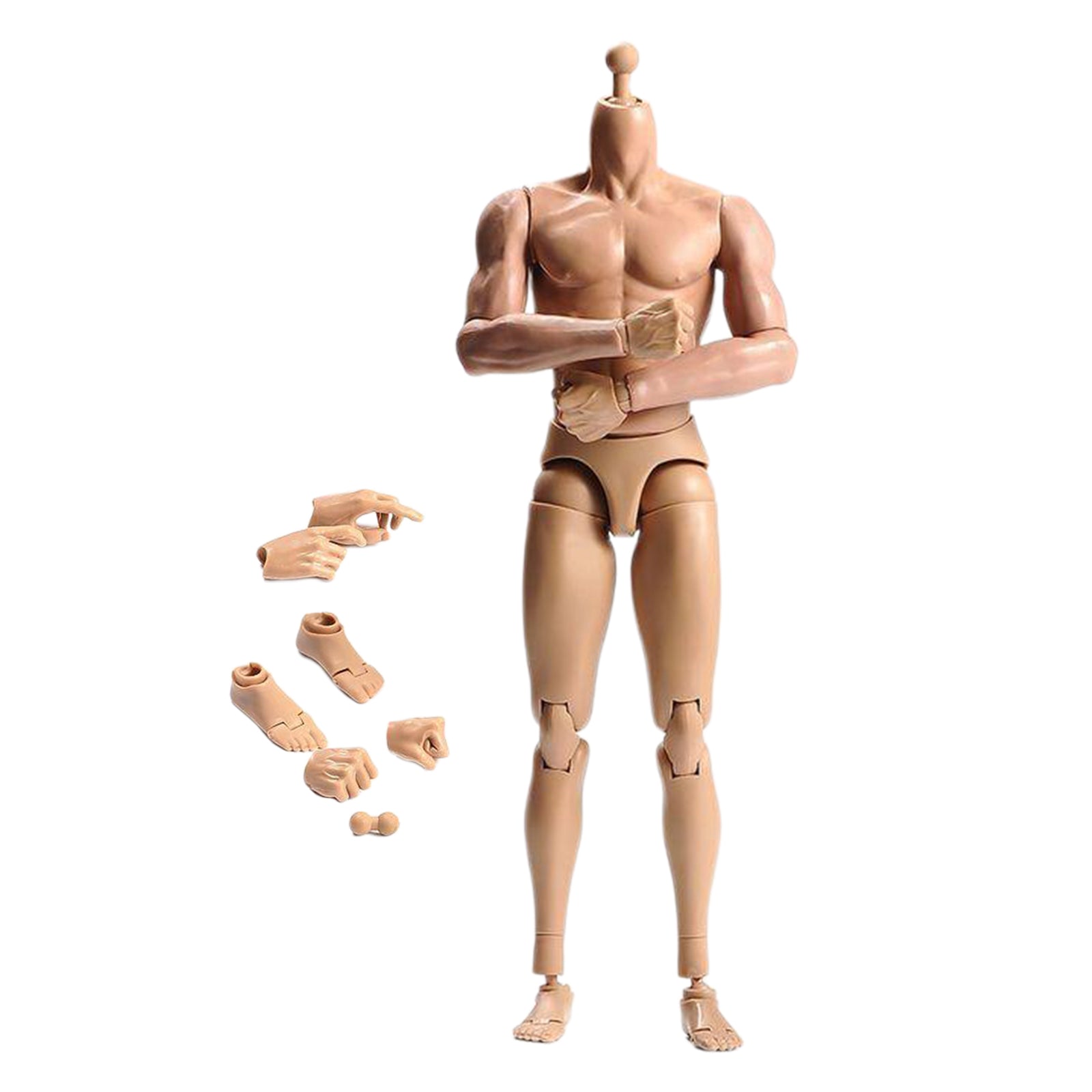 1/6 Scale Male Muscular Body Figures Toy 12 Inch Male Body for Collections