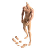 1/6 Scale Male Muscular Body Figures Toy 12 Inch Male Body for Collections