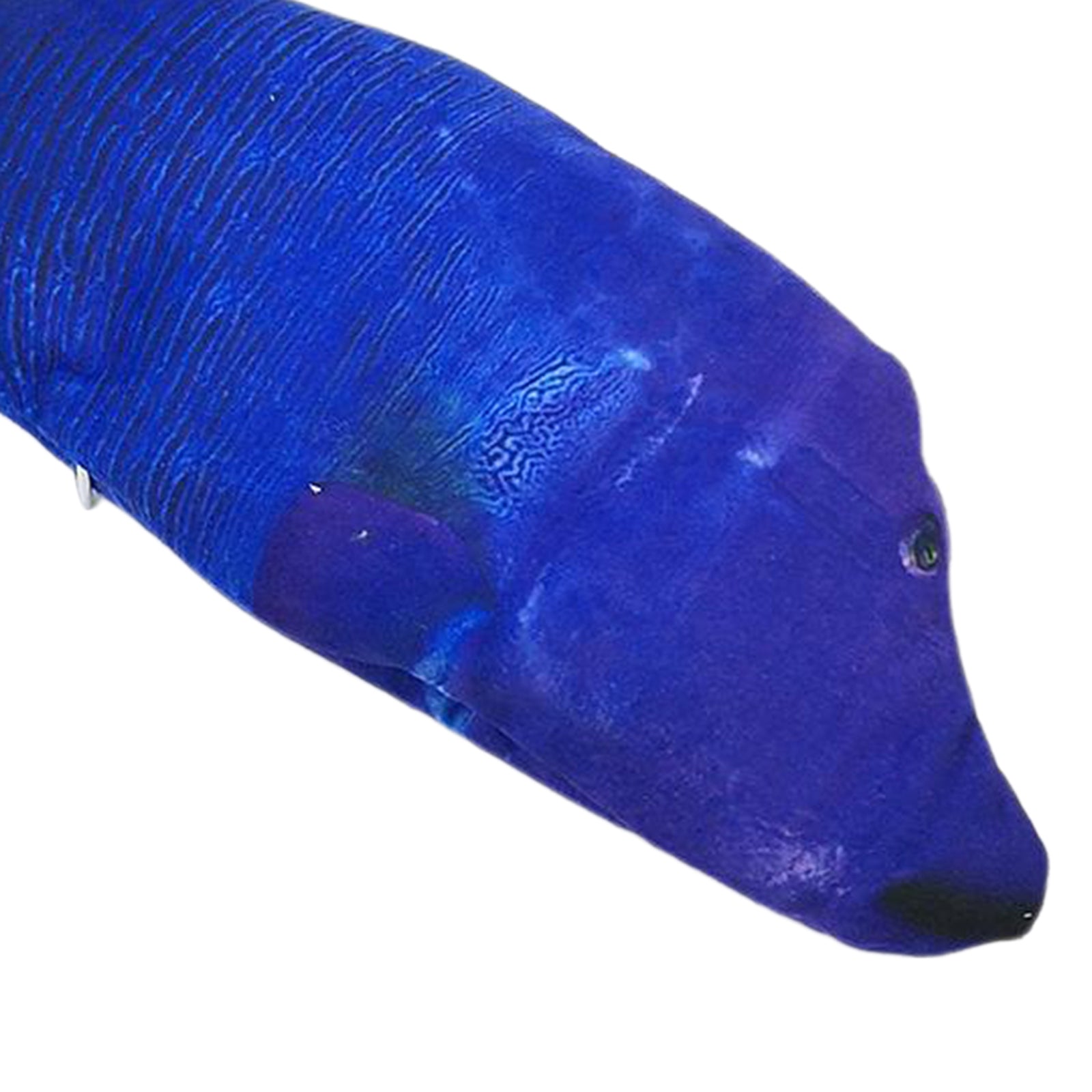 Fish Toy Electric Floppy Fish Cat Dog Toy Moving Wagging Toy Blue Parrotfish