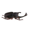 Animal Toys Educational Resource High Simulation Reallistic Insects Figure C