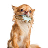 Pet Dog Chew Toy Molar Stick Dental Oral Care Teeth Cleaning Toothbrush Toy Chocolate Color