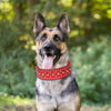 Puppy Collar Fashional for Walking Large Breed Dogs German Shepherd Dog M Red