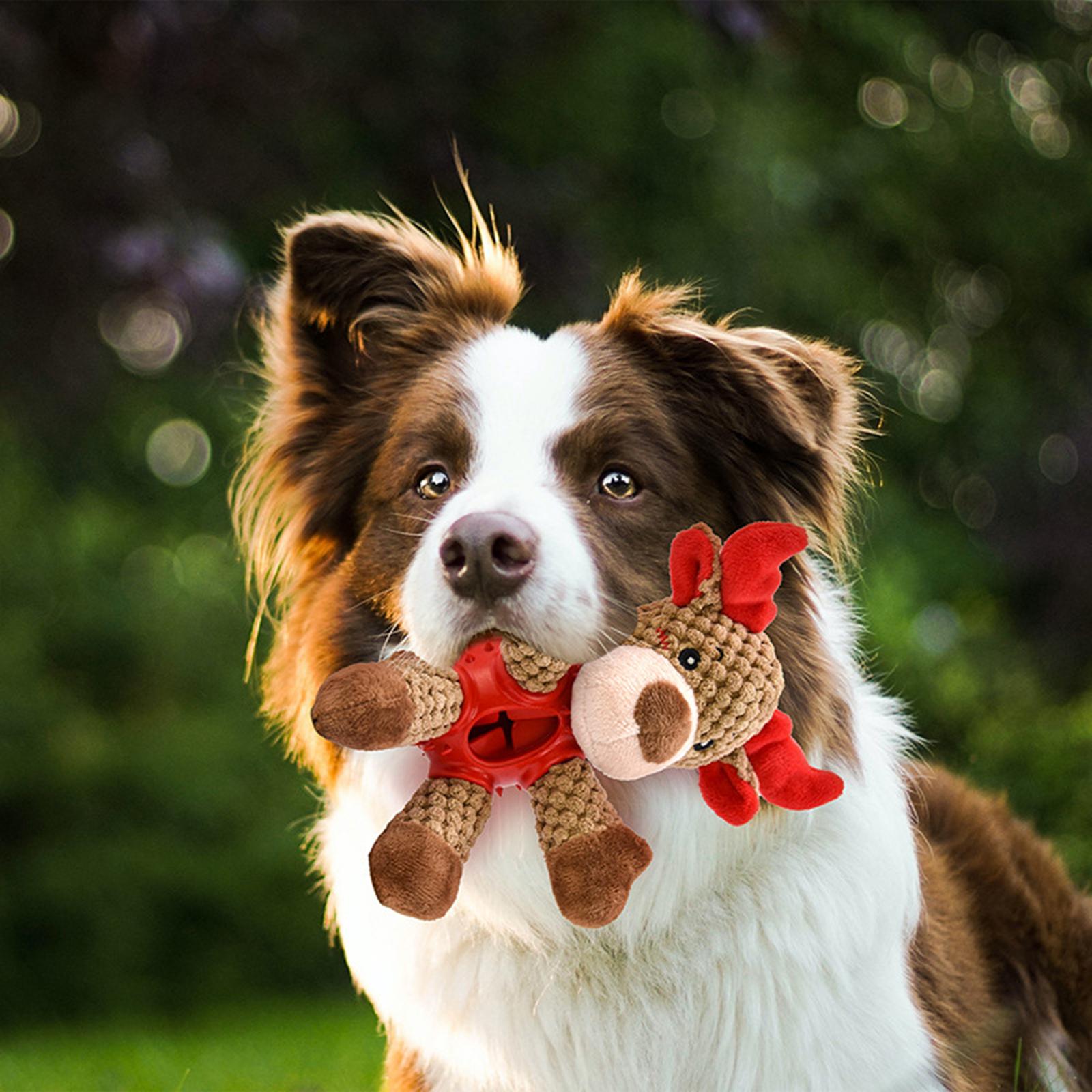 Dog Squeaky Chew Toy for Interactive Play Small, Medium, Large Breed Puppy