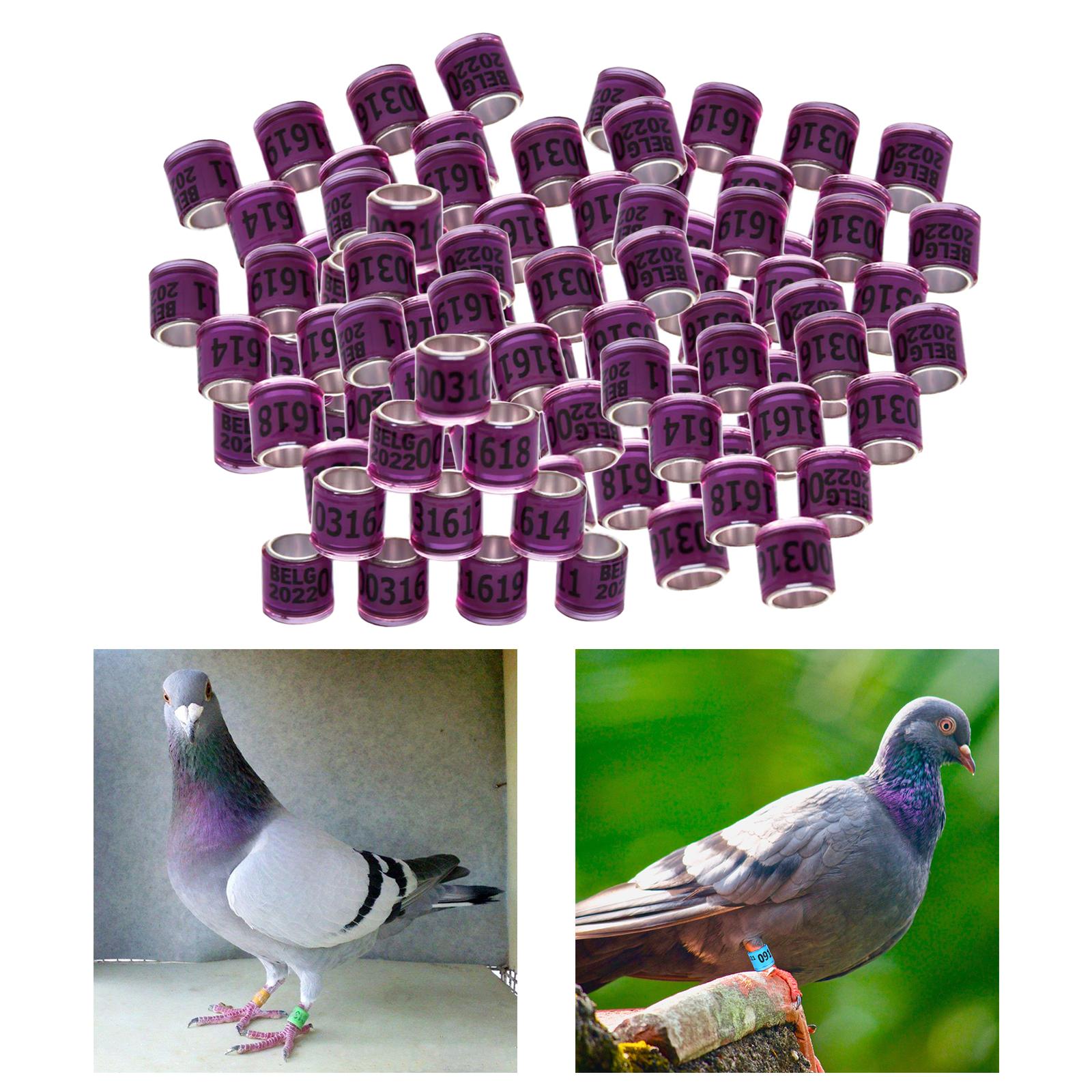 100Pcs 2022 Aluminium Dove Racing Pigeon Foot Rings Bands 8mm Purple