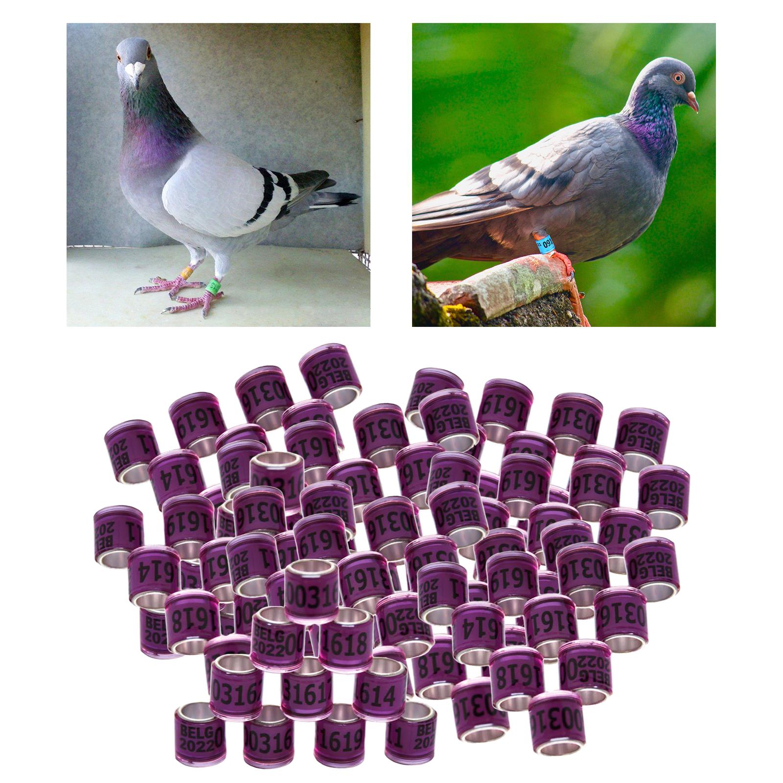 100Pcs 2022 Aluminium Dove Racing Pigeon Foot Rings Bands 8mm Purple