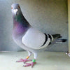 100Pcs 2022 Aluminium Bird Racing Pigeon Foot Rings Bands 8mm Brown