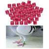 100Pcs 2022 Aluminium Bird Racing Pigeon Foot Rings Bands 8mm Pink