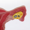 Load image into Gallery viewer, 1:1 Human Female Genital System Bilateral Ovarian Uterus Ovary Study Model