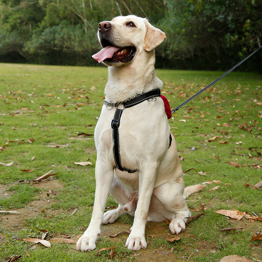 Rose Red Large Dog Harness Reflect Light Nylon Collar Leash Harness w/ Bag S