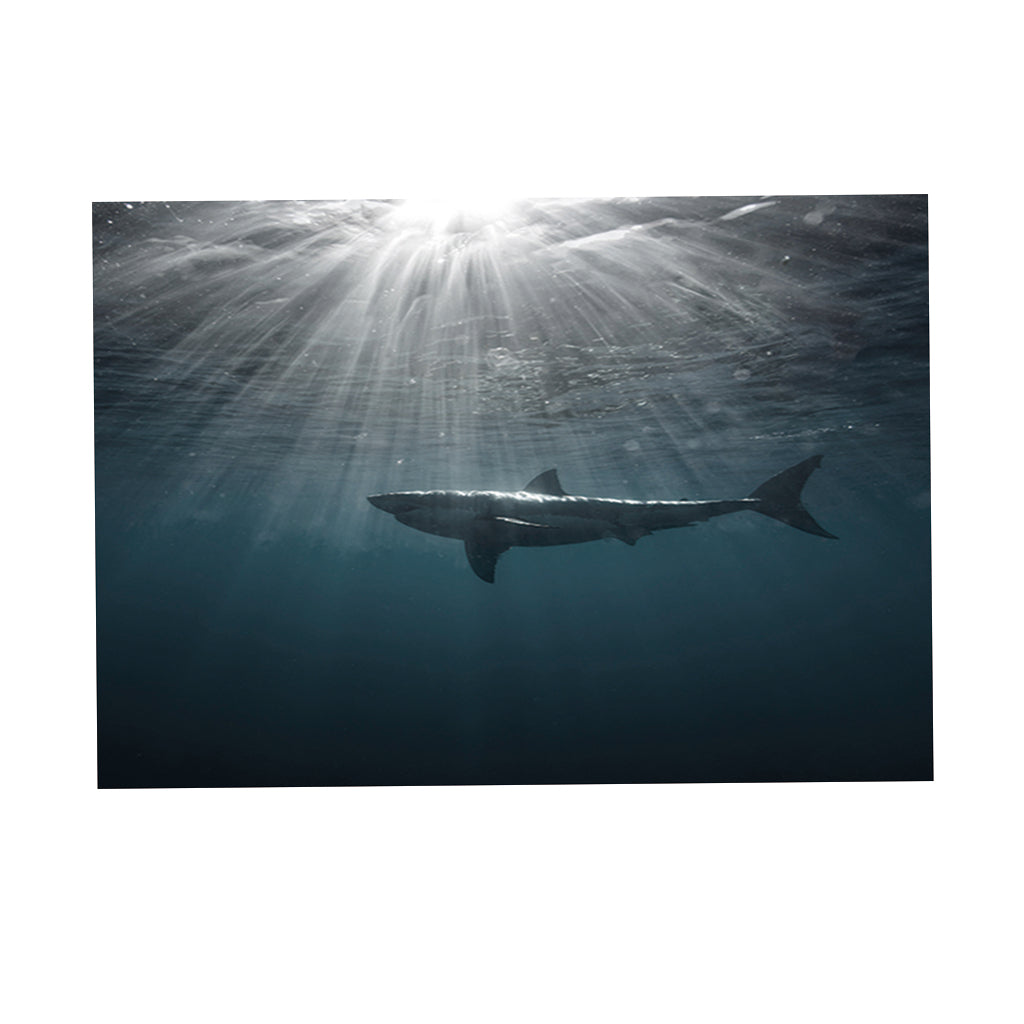 Aquarium Fish Tank HD One Side Adhesive Background Shark Picture S