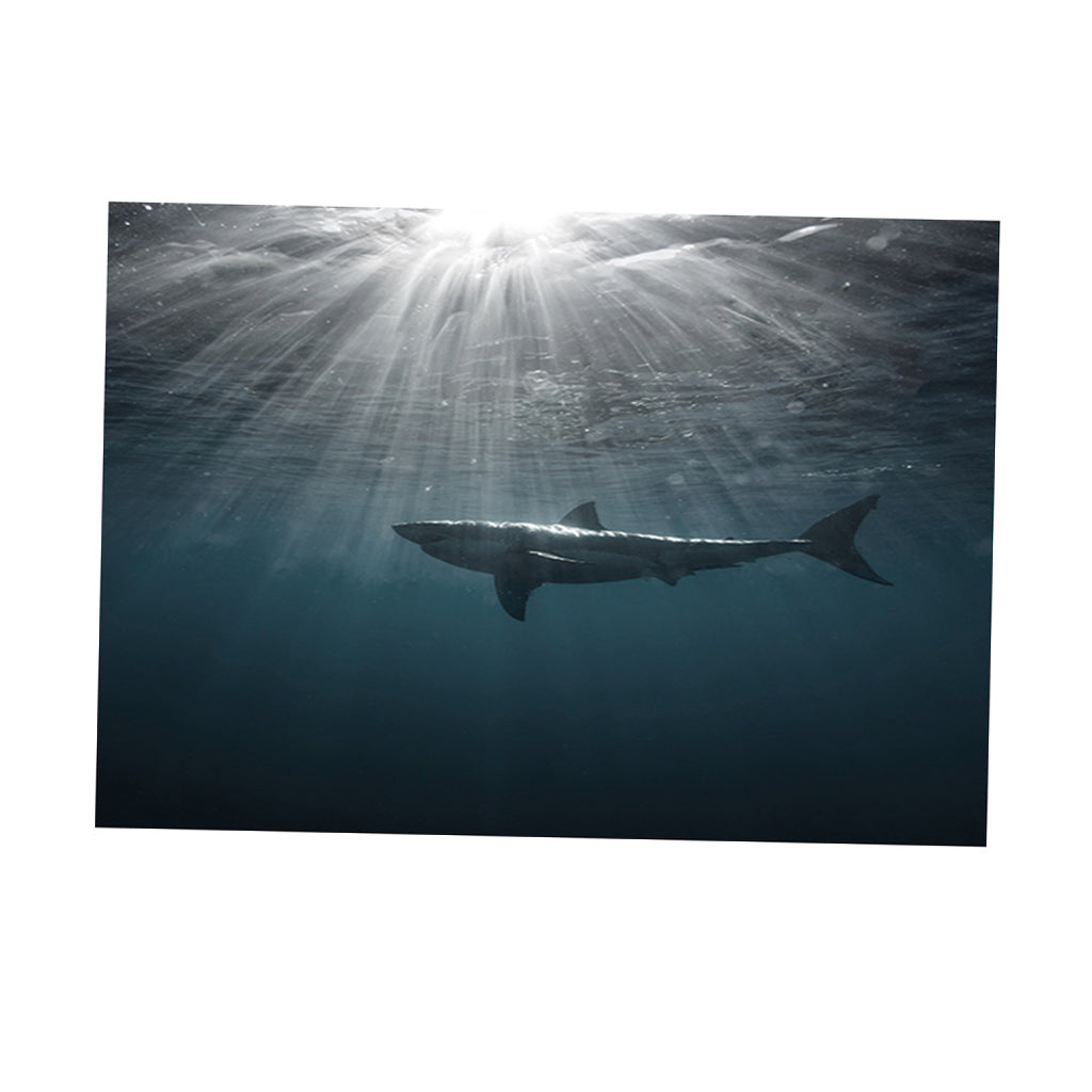 Aquarium Fish Tank HD One Side Adhesive Background Shark Picture S