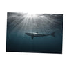 Aquarium Fish Tank HD One Side Adhesive Background Shark Picture XS