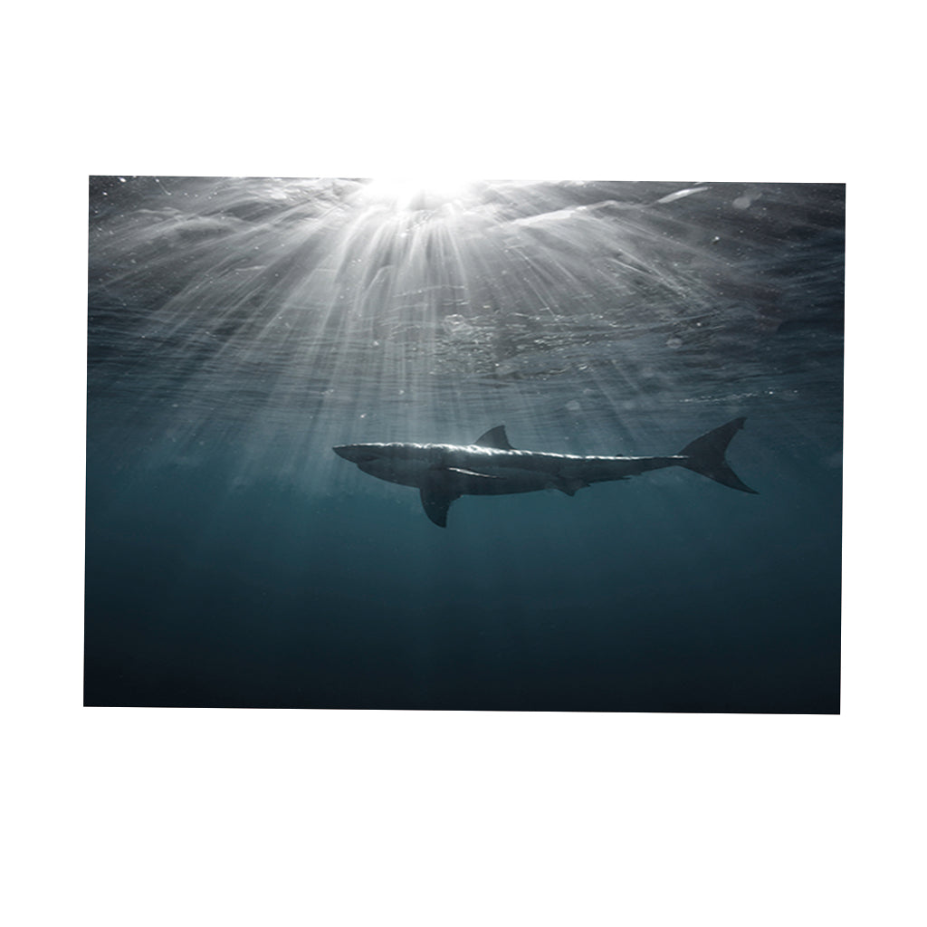 Aquarium Fish Tank HD One Side Adhesive Background Shark Picture XS