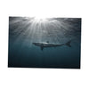 Aquarium Fish Tank HD One Side Adhesive Background Shark Picture XS